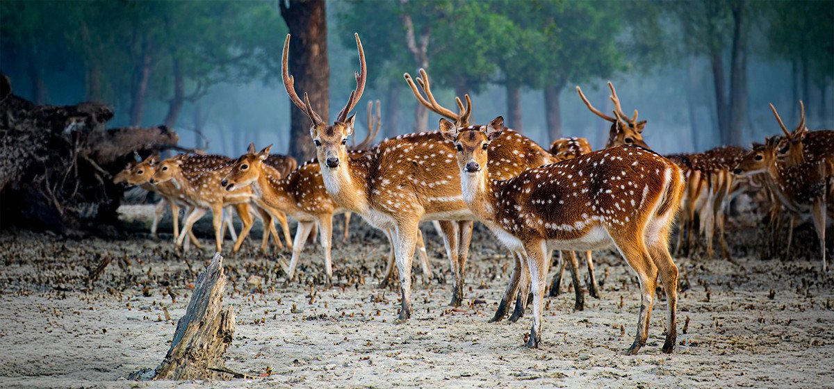 সুন্দরবন ডে ট্যুর