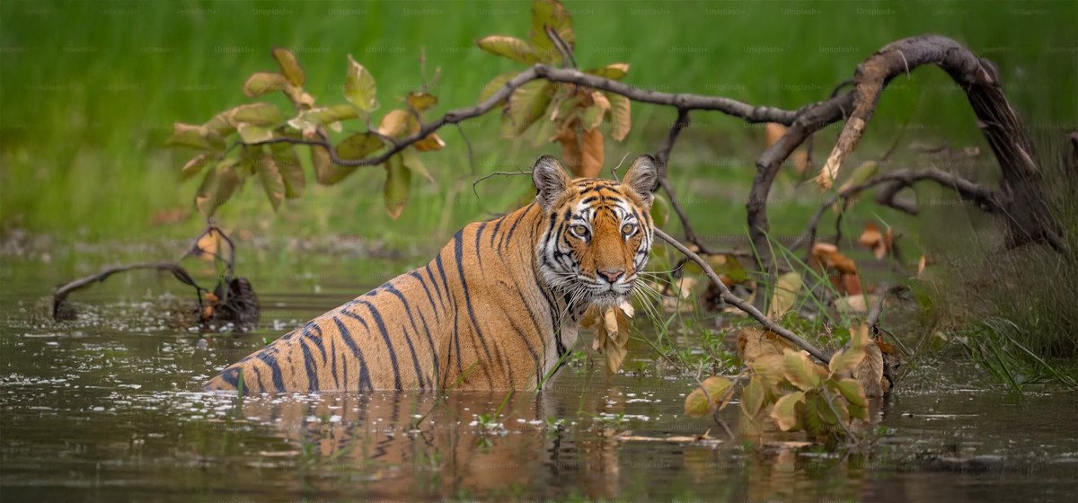 সুন্দরবন ডে ট্যুর